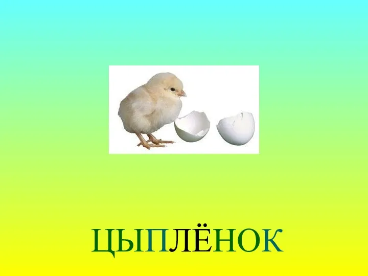 ЦЫПЛЁНОК