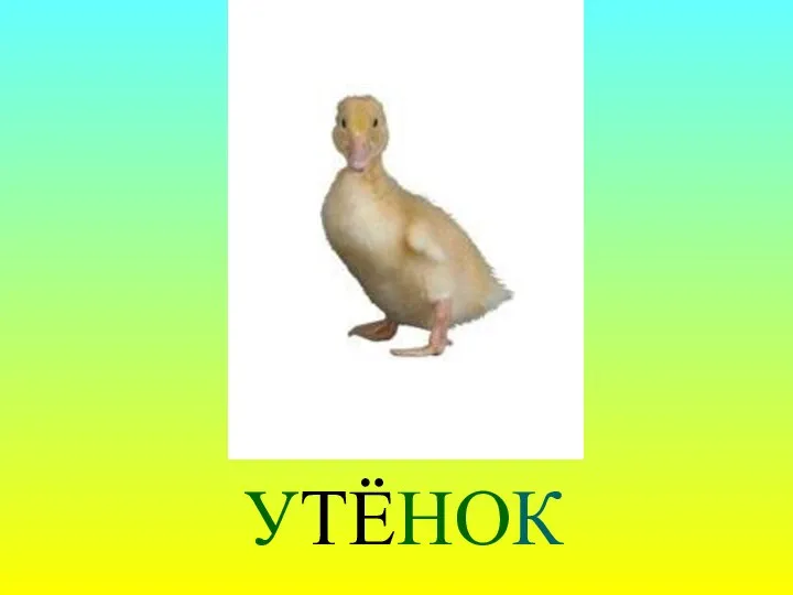 УТЁНОК