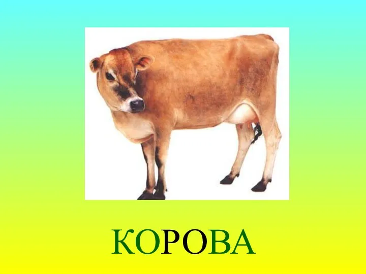 КОРОВА