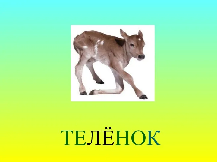 ТЕЛЁНОК