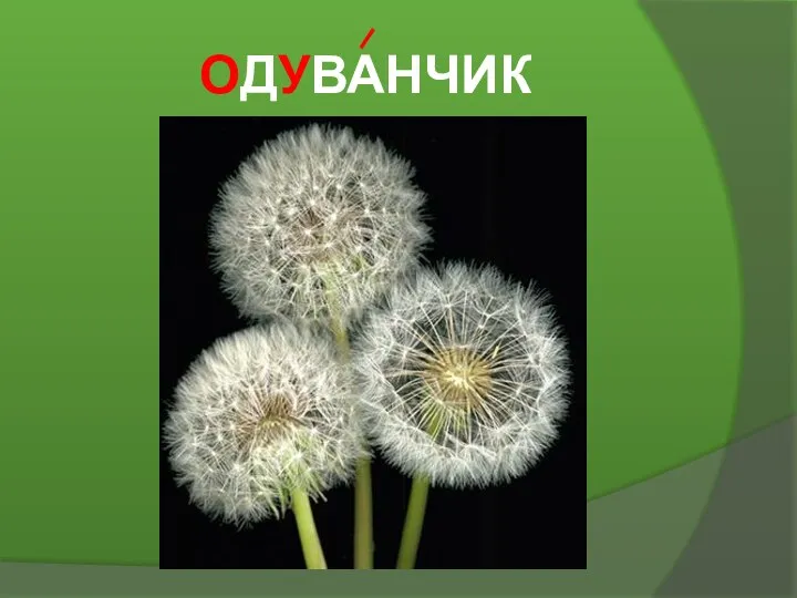 ОДУВАНЧИК