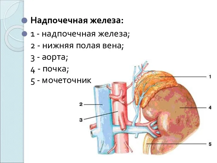 Надпочечная железа: 1 - надпочечная железа; 2 - нижняя полая вена;