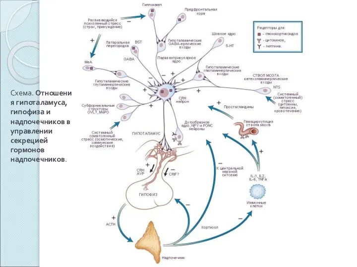 Схема. Отношения гипоталамуса, гипофиза и надпочечников в управлении секрецией гормонов надпочечников.