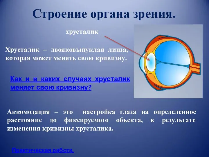 Строение органа зрения. хрусталик Хрусталик – двояковыпуклая линза, которая может менять