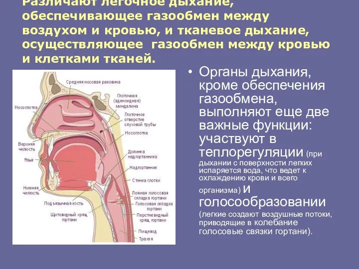 Различают легочное дыхание, обеспечивающее газообмен между воздухом и кровью, и тканевое