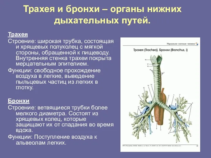Трахея и бронхи – органы нижних дыхательных путей. Трахея Строение: широкая