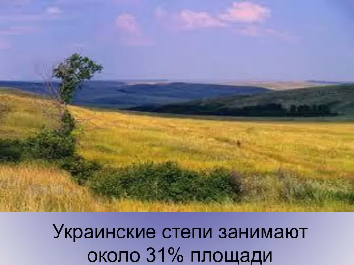 Украинские степи занимают около 31% площади