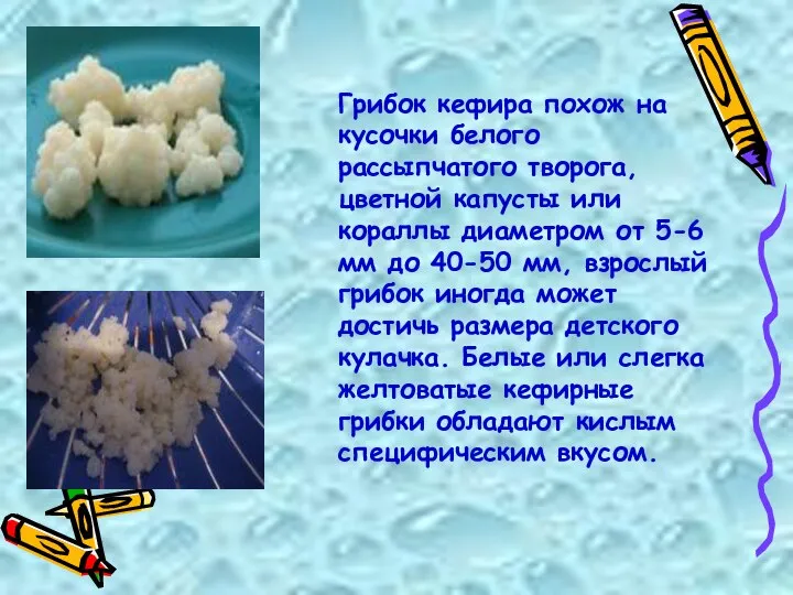 Грибок кефира похож на кусочки белого рассыпчатого творога, цветной капусты или