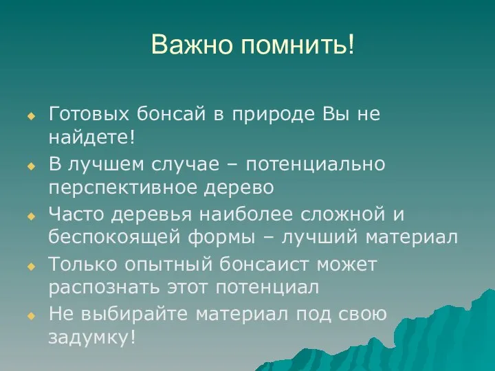 Важно помнить! Готовых бонсай в природе Вы не найдете! В лучшем