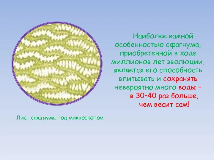 Наиболее важной особенностью сфагнума, приобретенной в ходе миллионов лет эволюции, является