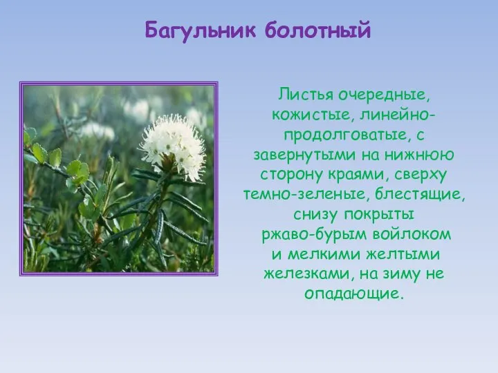 Листья очередные, кожистые, линейно-продолговатые, с завернутыми на нижнюю сторону краями, сверху