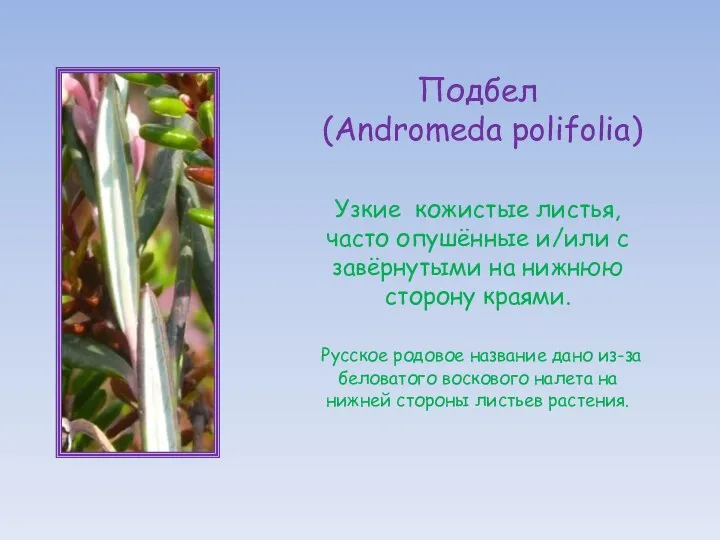 Подбел (Andromeda polifolia) Узкие кожистые листья, часто опушённые и/или с завёрнутыми