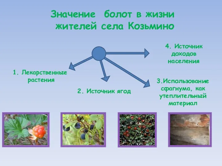 Значение болот в жизни жителей села Козьмино 1. Лекарственные растения 4.