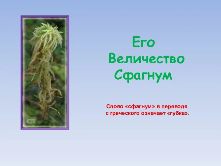 Его Величество Сфагнум Слово «сфагнум» в переводе с греческого означает «губка».