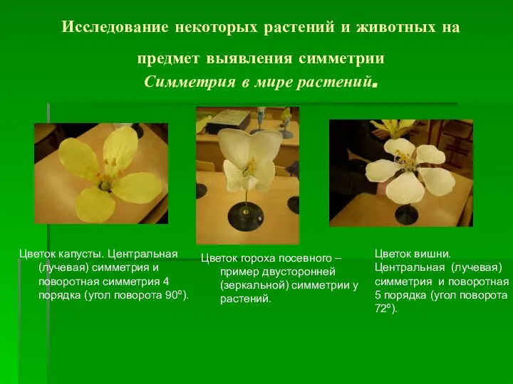 Исследование некоторых растений и животных на предмет выявления симметрии Симметрия в