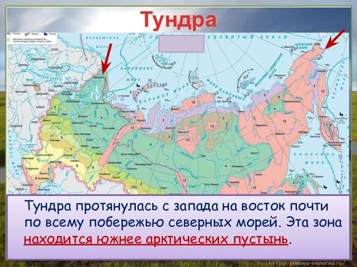 Тундра Тундра протянулась с запада на восток почти по всему побережью