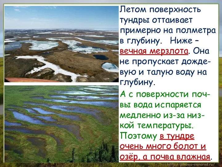 Летом поверхность тундры оттаивает примерно на полметра в глубину. Ниже –