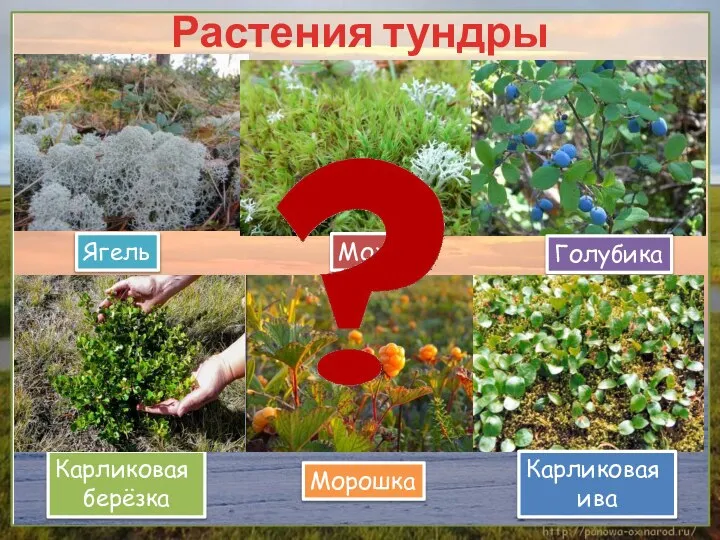 Растения тундры Ягель Мох Голубика Карликовая берёзка Морошка Карликовая ива