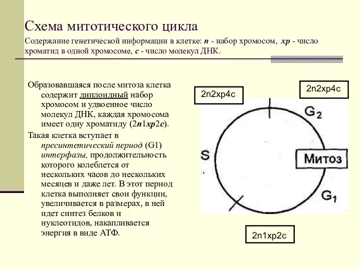 Схема митотического цикла Содержание генетической информации в клетке: п - набор