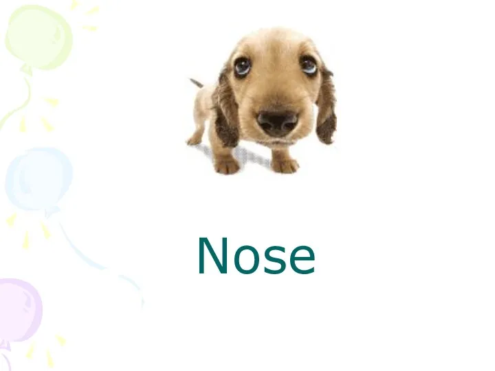 Nose