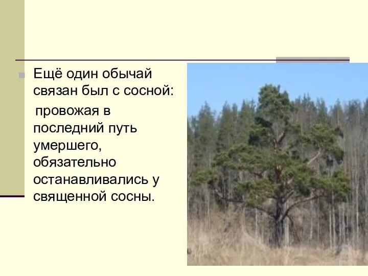 Ещё один обычай связан был с сосной: провожая в последний путь