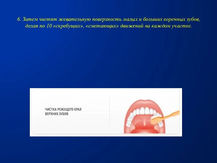 6. Затем чистят жевательную поверхность малых и больших коренных зубов, делая