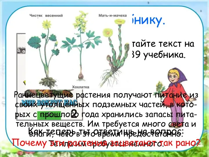 Работа по учебнику. Прочитайте текст на стр. 89 учебника. Раннецветущие растения