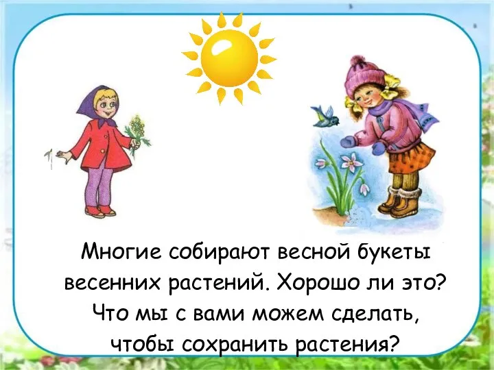 Многие собирают весной букеты весенних растений. Хорошо ли это? Что мы