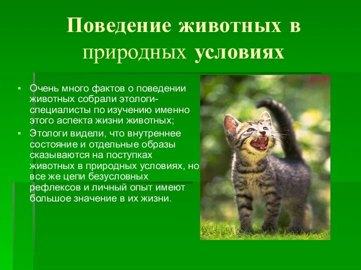 Поведение животных в природных условиях Очень много фактов о поведении животных