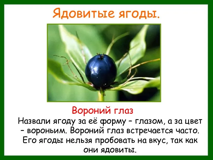 Ядовитые ягоды. Назвали ягоду за её форму – глазом, а за