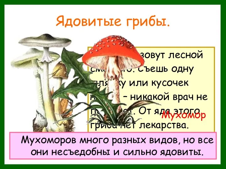 Ядовитые грибы. Этот гриб зовут лесной смертью. Съешь одну шляпку или