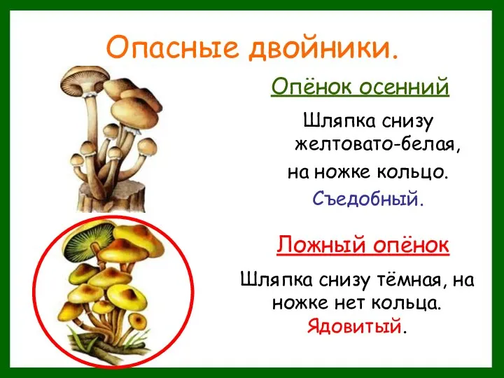 Шляпка снизу желтовато-белая, на ножке кольцо. Съедобный. Опасные двойники. Опёнок осенний