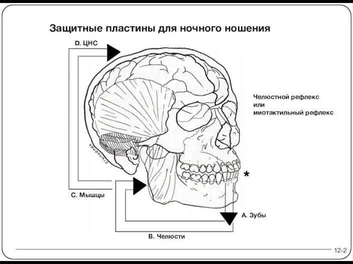 Челюстной рефлекс или миотактильный рефлекс 12-2 D. ЦНС A. Зубы Защитные