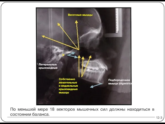 12-3 Подбородочная мышца (digastrics) По меньшей мере 18 векторов мышечных сил