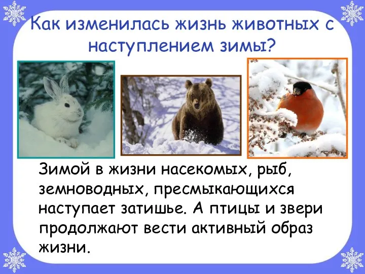 Как изменилась жизнь животных с наступлением зимы? Зимой в жизни насекомых,