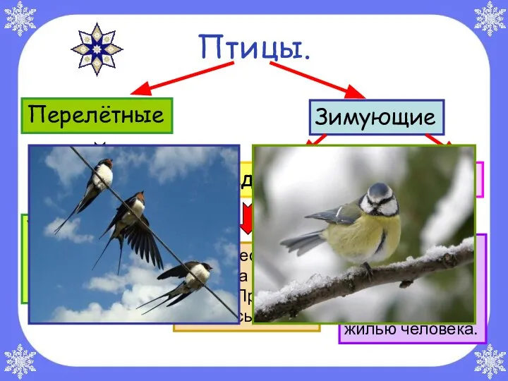 Птицы. Перелётные Зимующие Осёдлые Кочующие Улетают осенью в тёплые края, прилетают