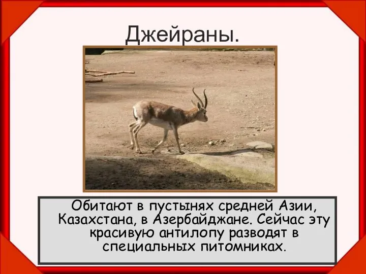 Джейраны. Обитают в пустынях средней Азии, Казахстана, в Азербайджане. Сейчас эту