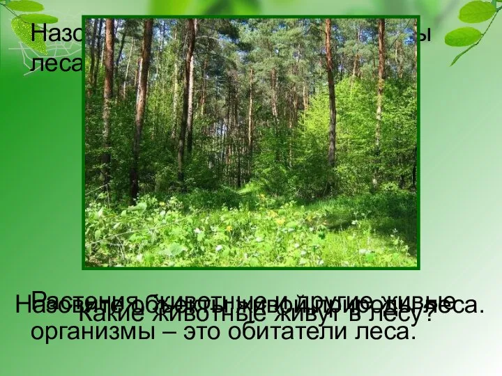 Назовите объекты живой природы леса. Назовите объекты живой природы леса. Растения,