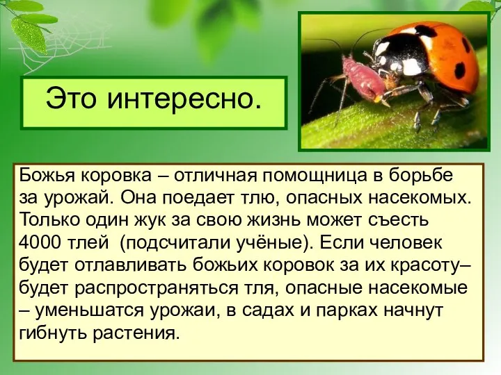 Это интересно. Божья коровка – отличная помощница в борьбе за урожай.