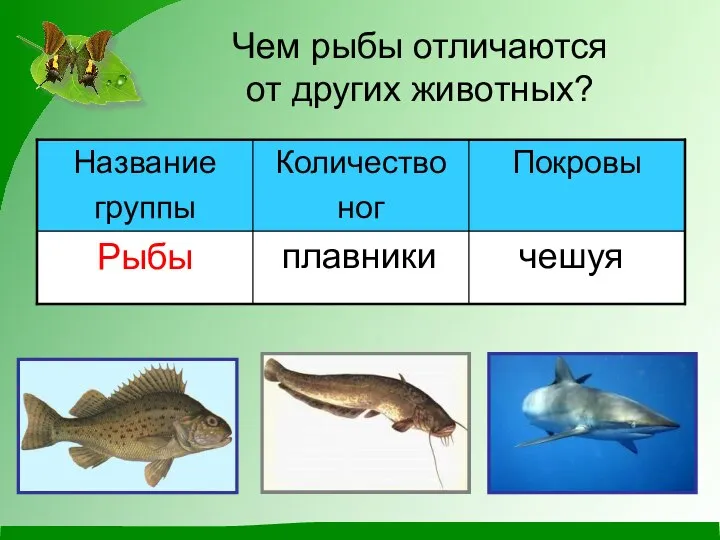 Чем рыбы отличаются от других животных? плавники чешуя