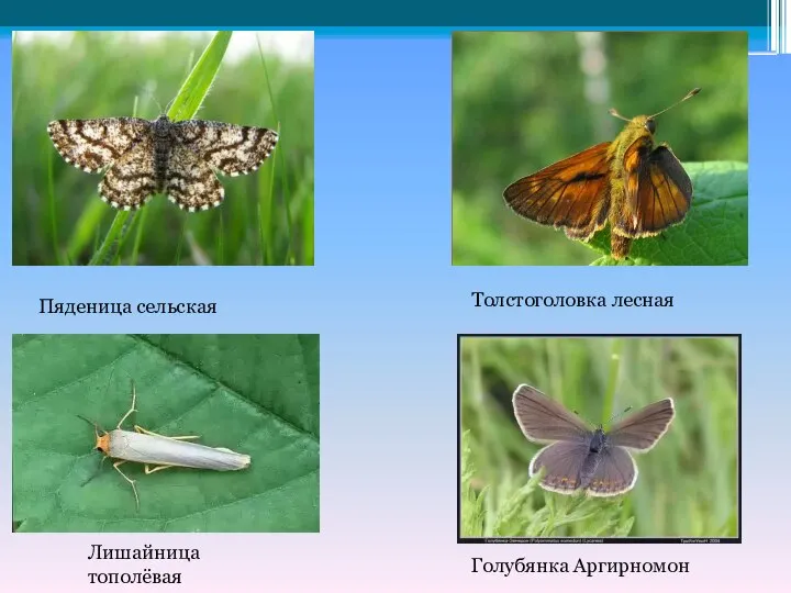 Пяденица сельская Толстоголовка лесная Лишайница тополёвая Голубянка Аргирномон