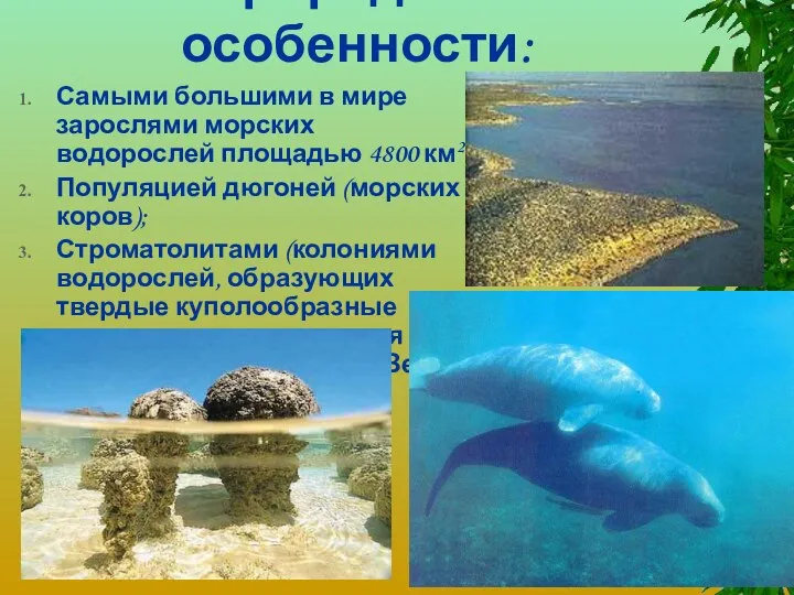 Природные особенности: Самыми большими в мире зарослями морских водорослей площадью 4800
