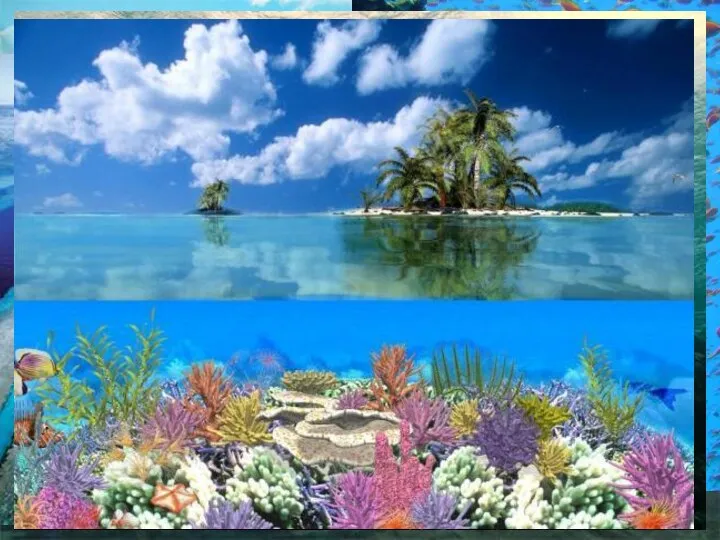 Здесь находится самое большое в мире скопление коралловых рифов, где насчитывается