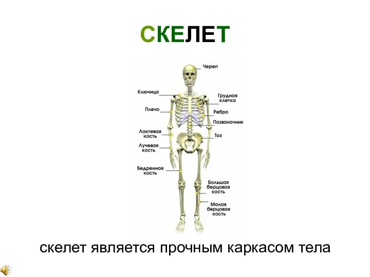 СКЕЛЕТ скелет является прочным каркасом тела