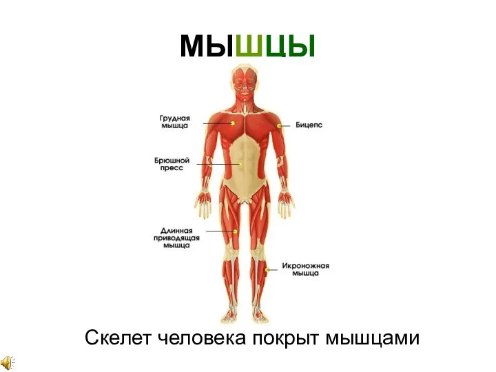 МЫШЦЫ Скелет человека покрыт мышцами