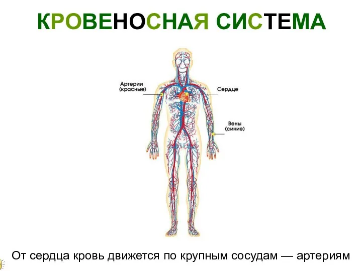 КРОВЕНОСНАЯ СИСТЕМА От сердца кровь движется по крупным сосудам — артериям