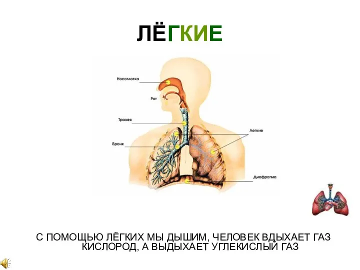 ЛЁГКИЕ С ПОМОЩЬЮ ЛЁГКИХ МЫ ДЫШИМ, ЧЕЛОВЕК ВДЫХАЕТ ГАЗ КИСЛОРОД, А ВЫДЫХАЕТ УГЛЕКИСЛЫЙ ГАЗ