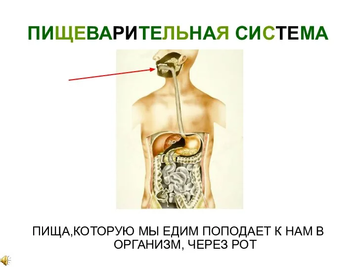 ПИЩЕВАРИТЕЛЬНАЯ СИСТЕМА ПИЩА,КОТОРУЮ МЫ ЕДИМ ПОПОДАЕТ К НАМ В ОРГАНИЗМ, ЧЕРЕЗ РОТ