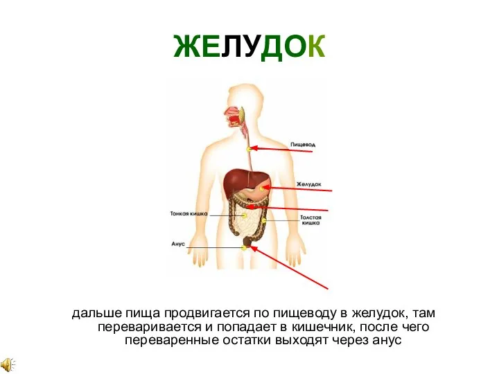 ЖЕЛУДОК дальше пища продвигается по пищеводу в желудок, там переваривается и