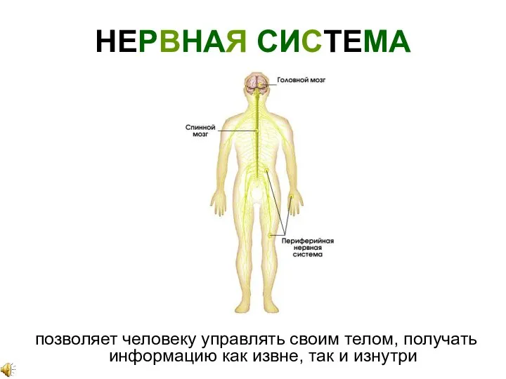 НЕРВНАЯ СИСТЕМА позволяет человеку управлять своим телом, получать информацию как извне, так и изнутри